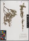 Foto von Salix eleagnos subsp. angustifolia (Cariot) Rech. f.
